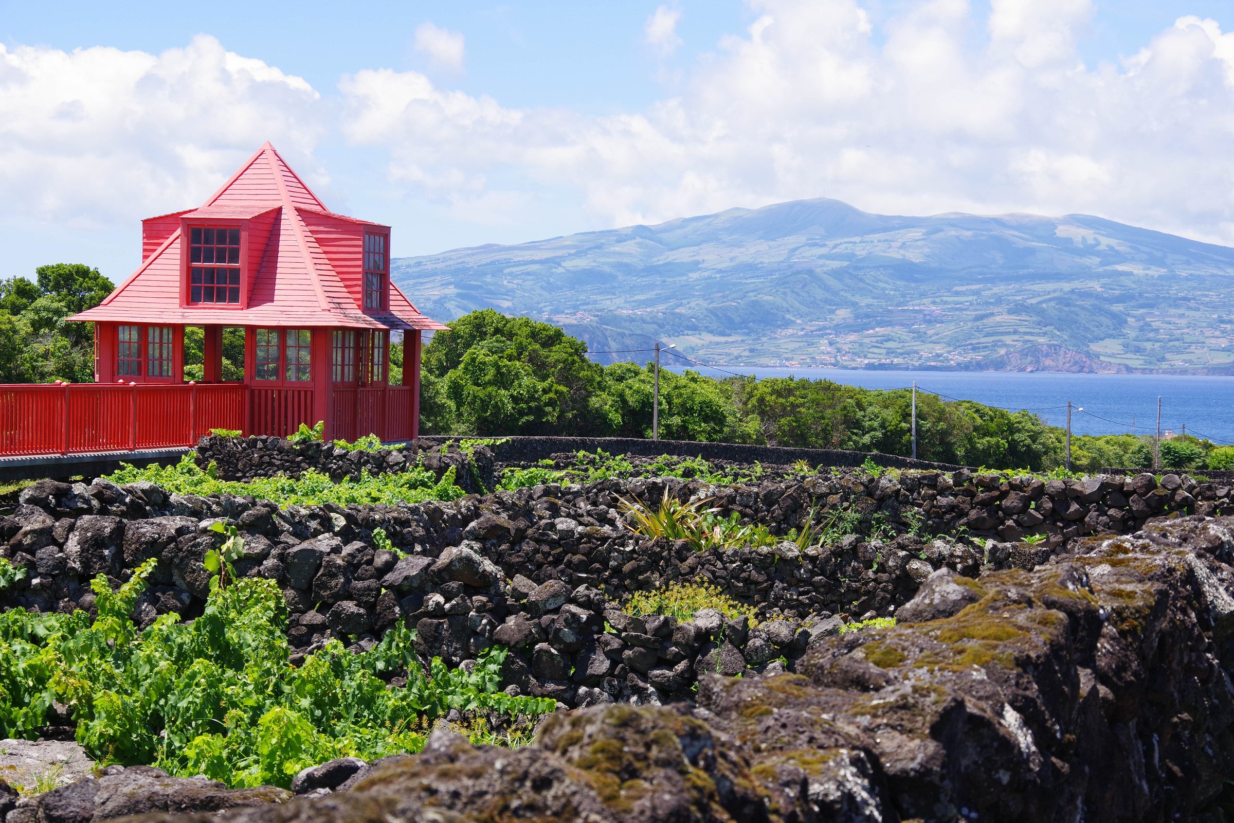 Vineyards, Pico Island, Azores