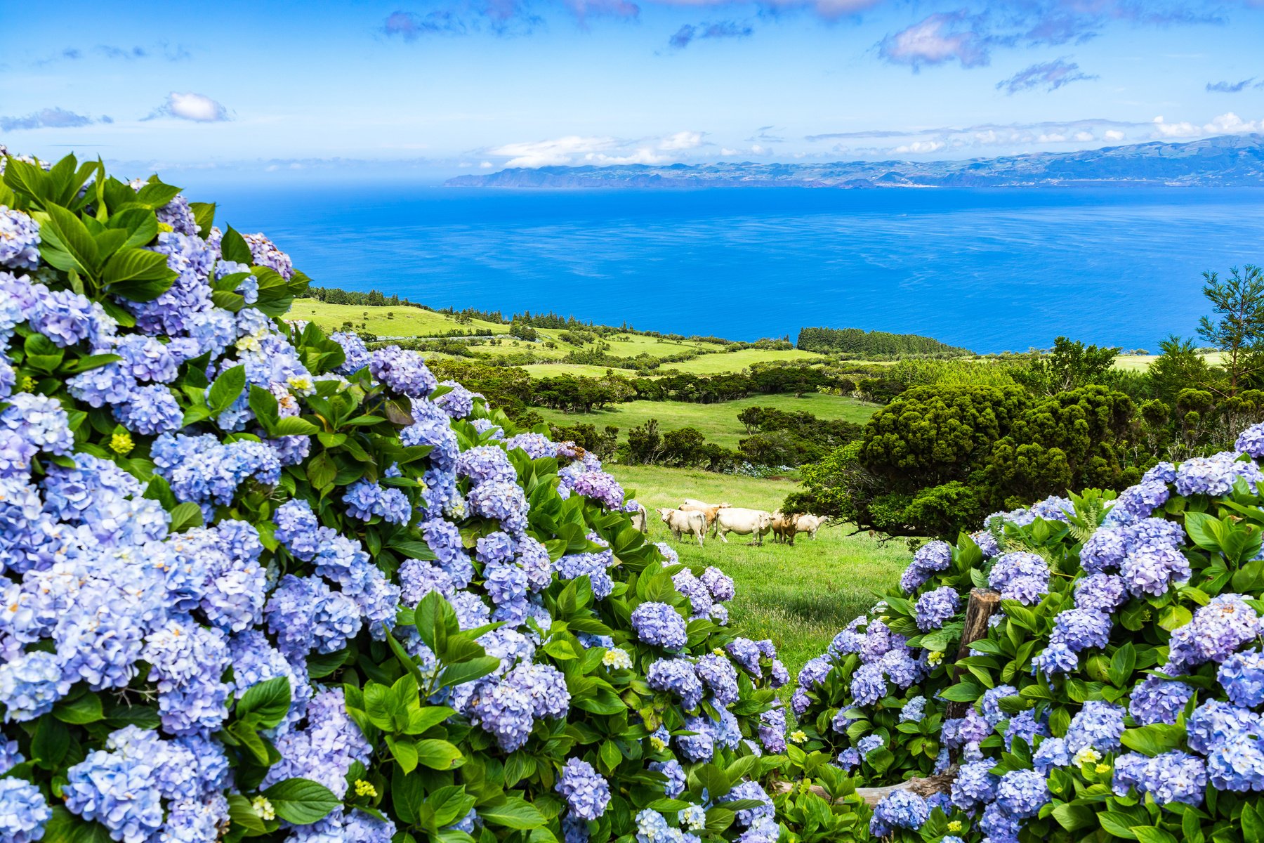 Typical azorean landscape with green hills, cows and hydrangeas, Pico Island, Azores