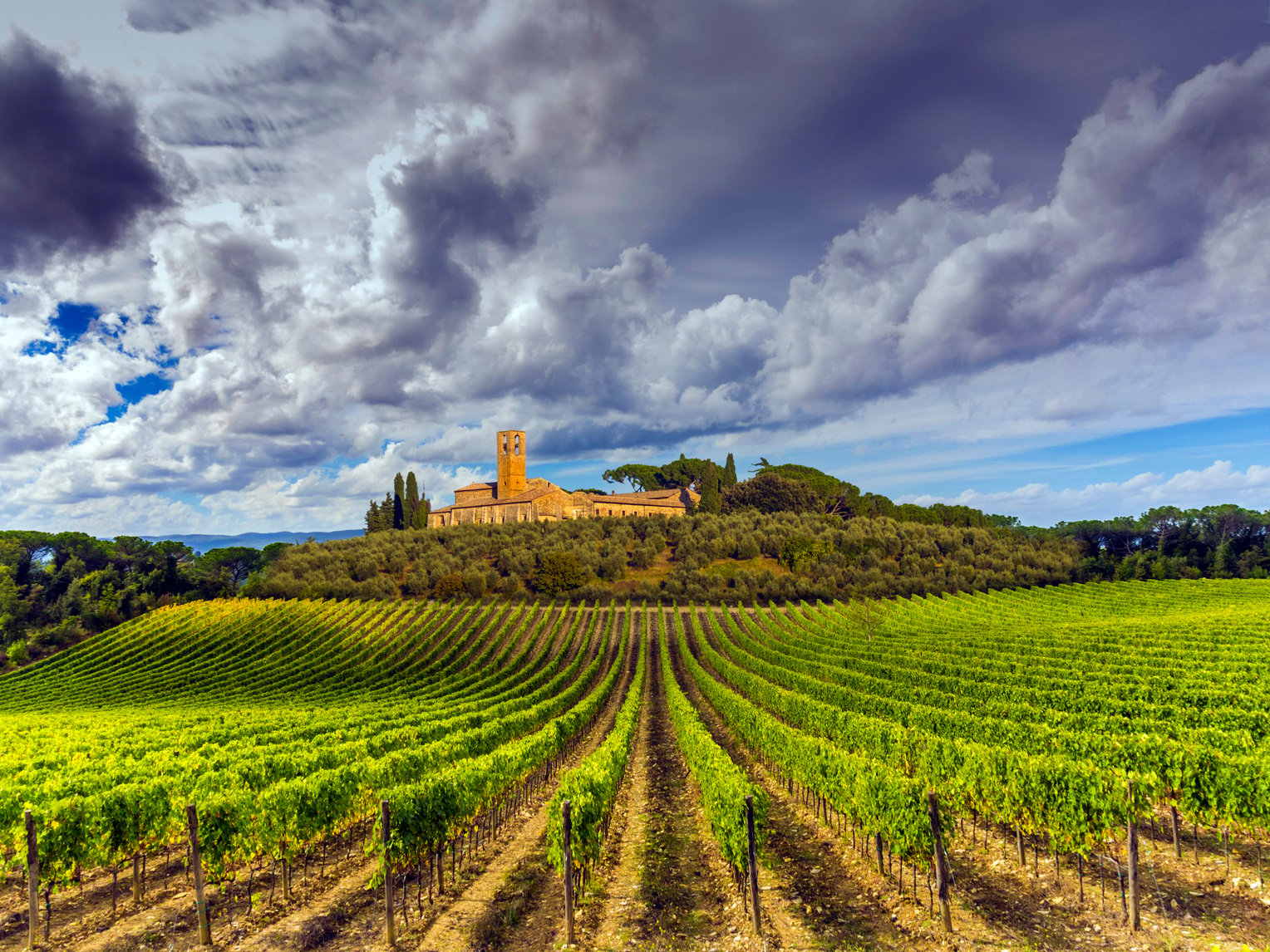 Tuscany vineyards